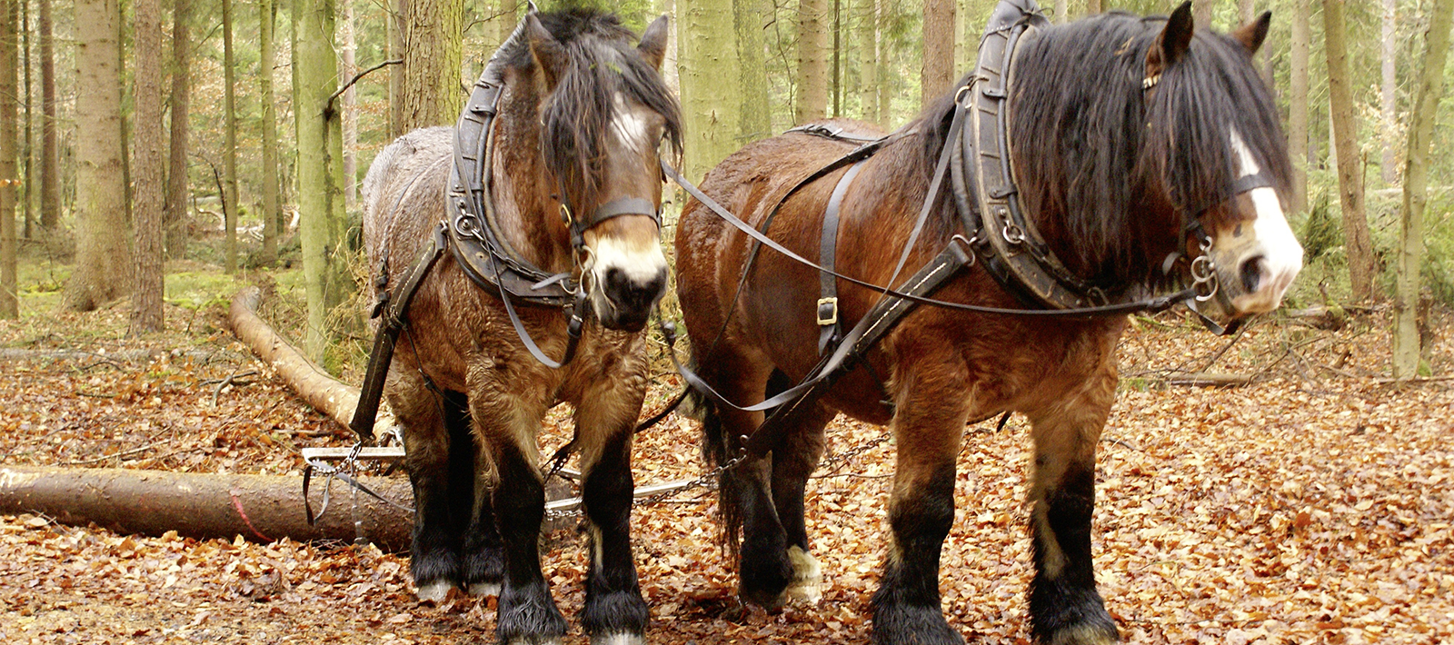 Hof Zopfenbeck · Kutsch- & Schlittenfahrten